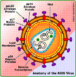 Vaccine-for-AIDS